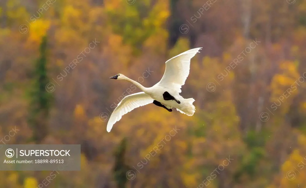 Trumpeter Swan in flight, Southcentral Alaska, Autumn
