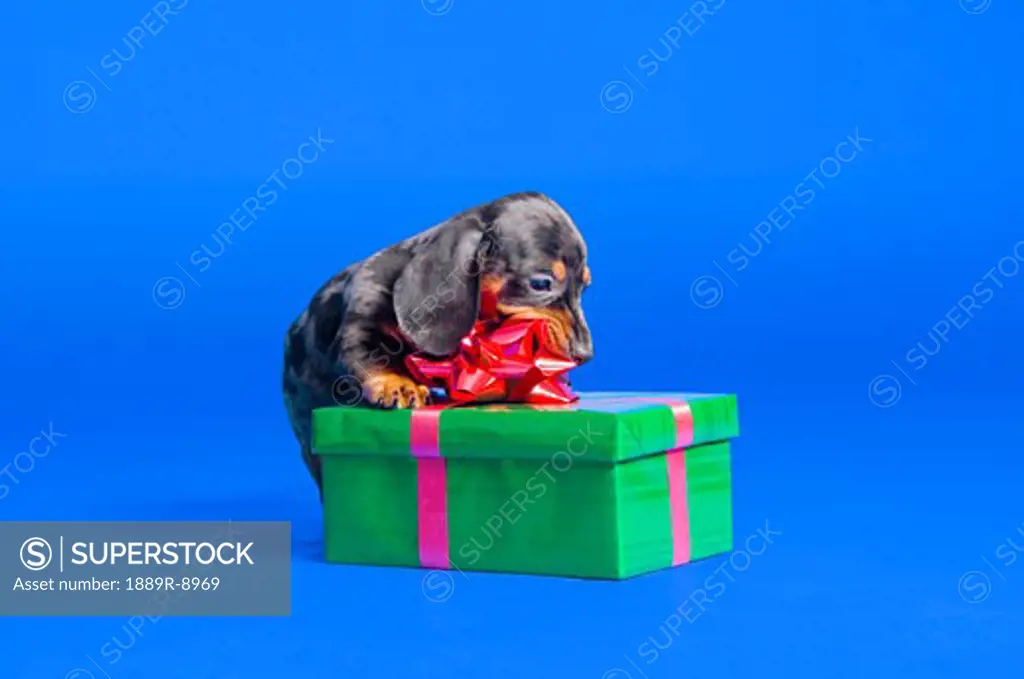 Daschund  puppy with gift box