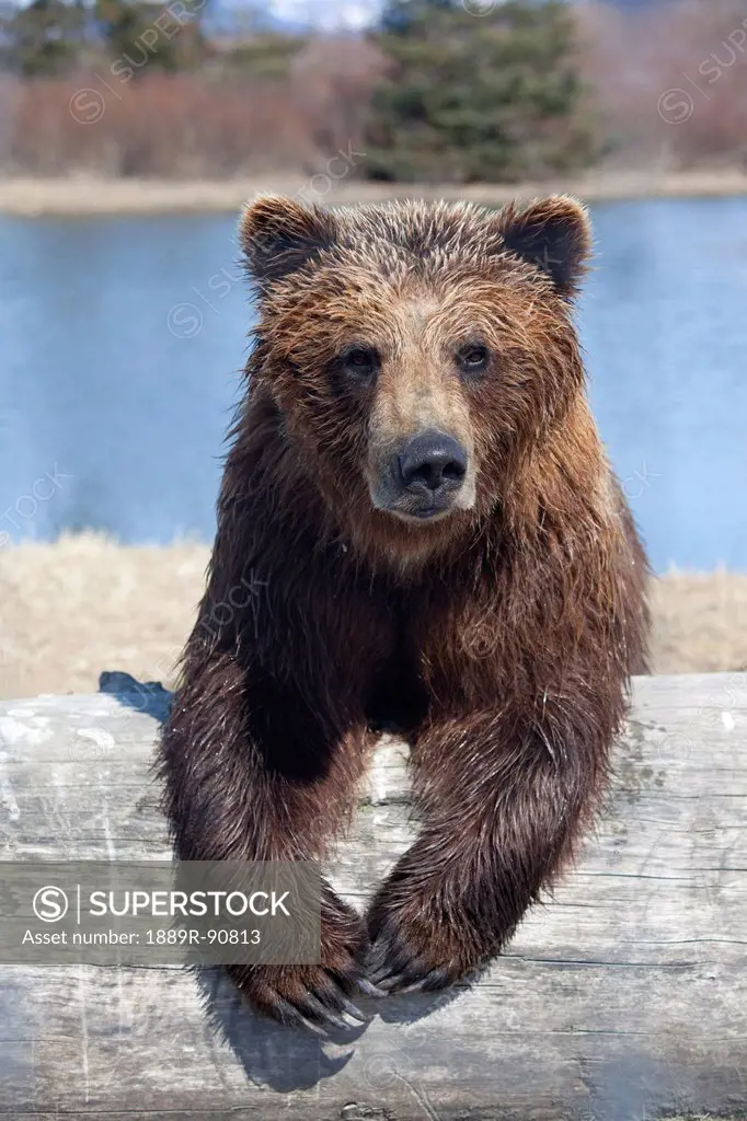 Captive Female Brown Bear At The Alaska Wildlife Conservation Center, Southcentral Alaska,