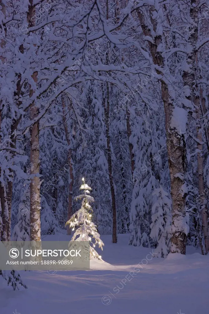 Lit christmas tree in a birch forest at twilight;Anchorage alaska united states of america