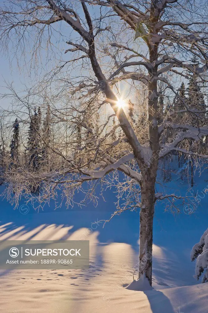 Sunburst shining behind a birch and spruce forest at the anchorage golf course;Anchorage alaska united states of america