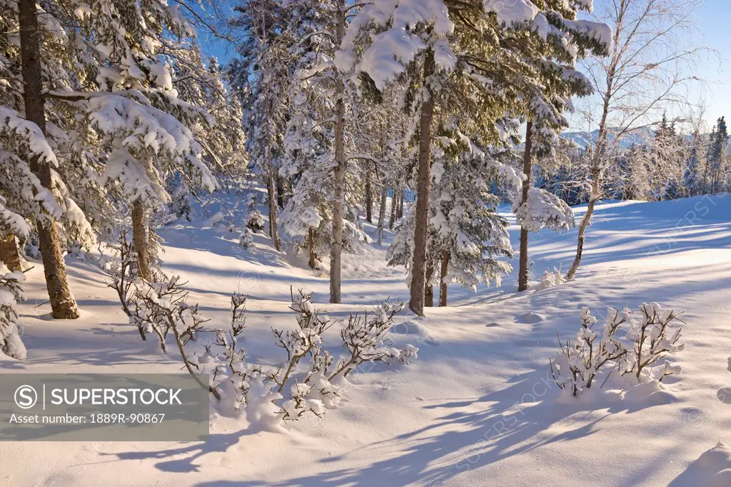 A fresh blanket of snow coats the forest behind the anchorage golf course;Anchorage alaska united states of america