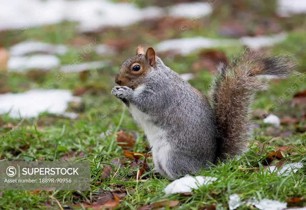 Grey squirrel eating on the ground with traces of snow;Middlesborough teeside england