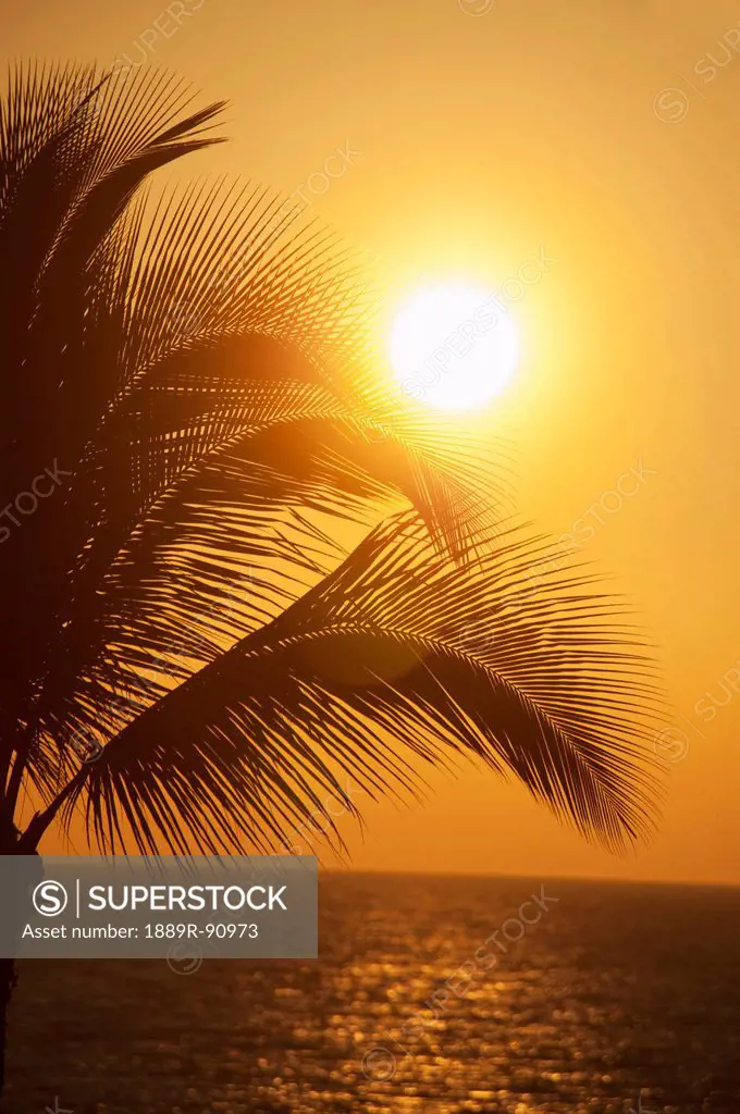 Sunset with a palm tree;Maui hawaii united states of america