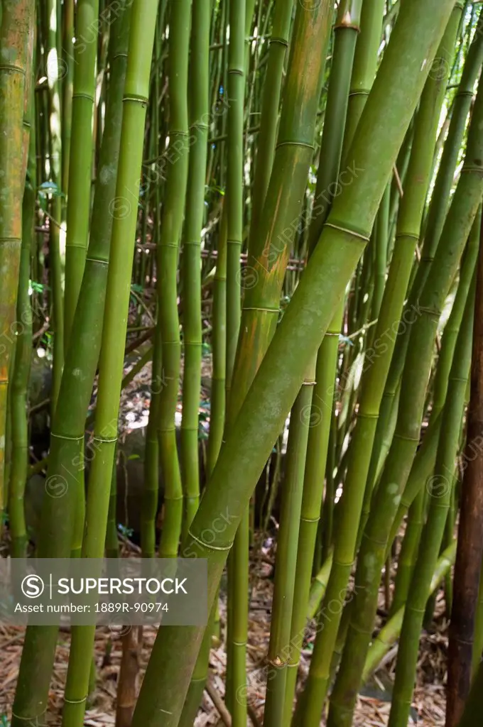 Bamboo;Maui hawaii united states of america