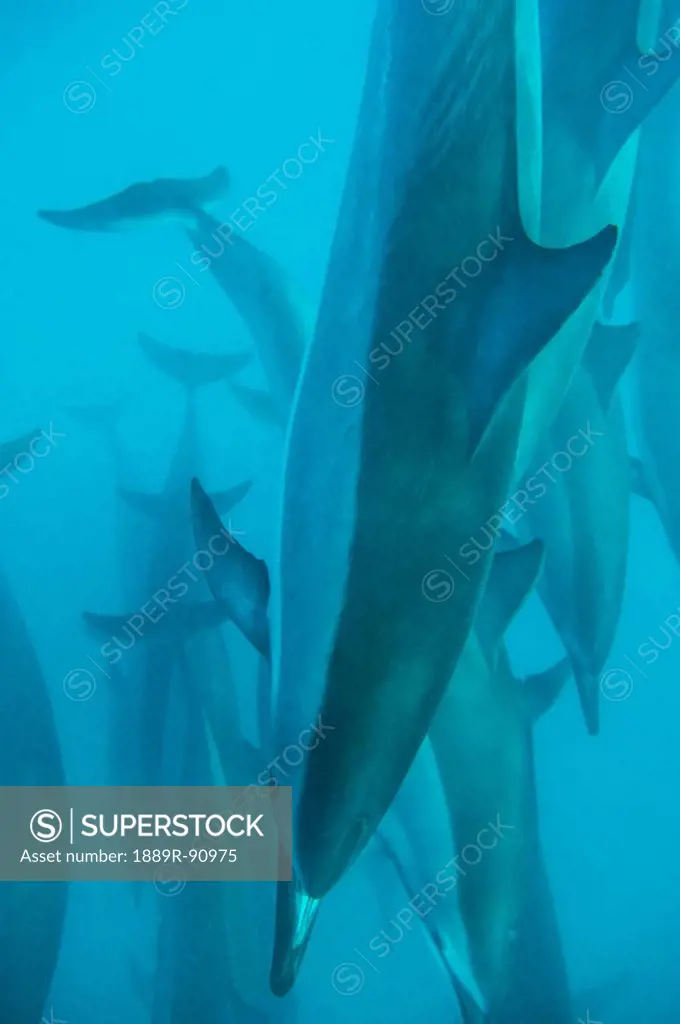 Spinner dolphins (stenella longirostris);Hawaii united states of america