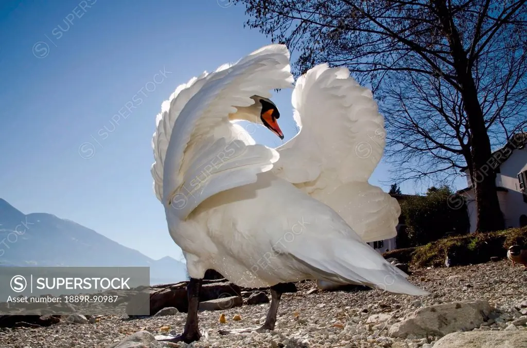 A swan ruffles it's feathers on the shore;Locarno ticino switzerland