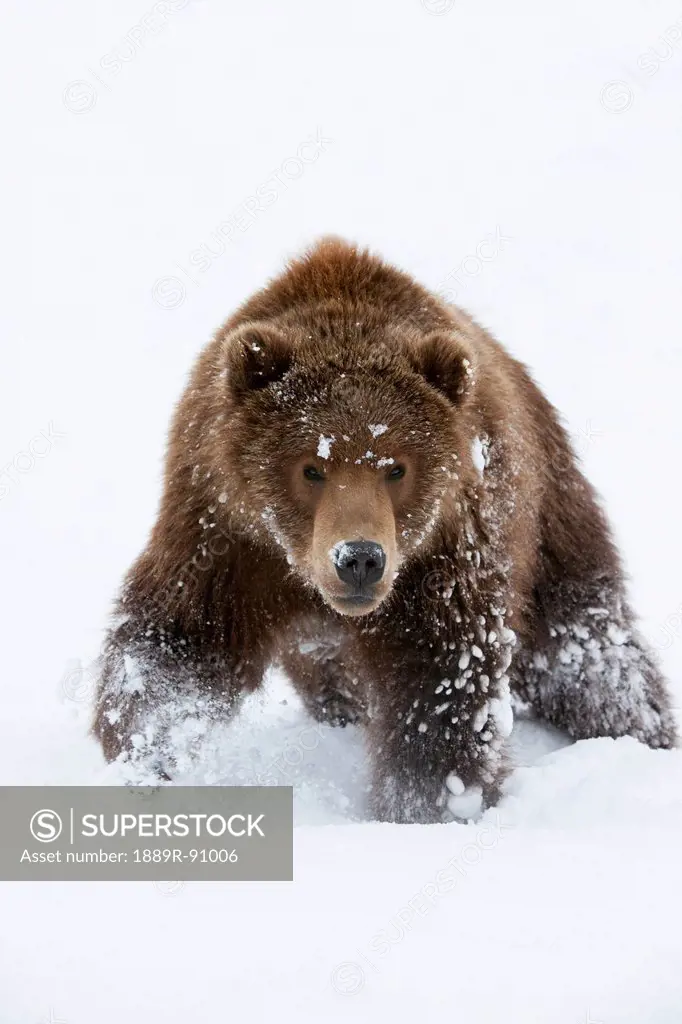 A brown bear (ursus arctos) walks through the deep snow;Alaska united states of america