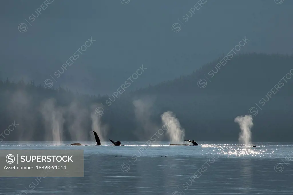A group of humpback whales fill their lungs with air before returning to feed along a forested shoreline in inside passage;Alaska united states of ame...