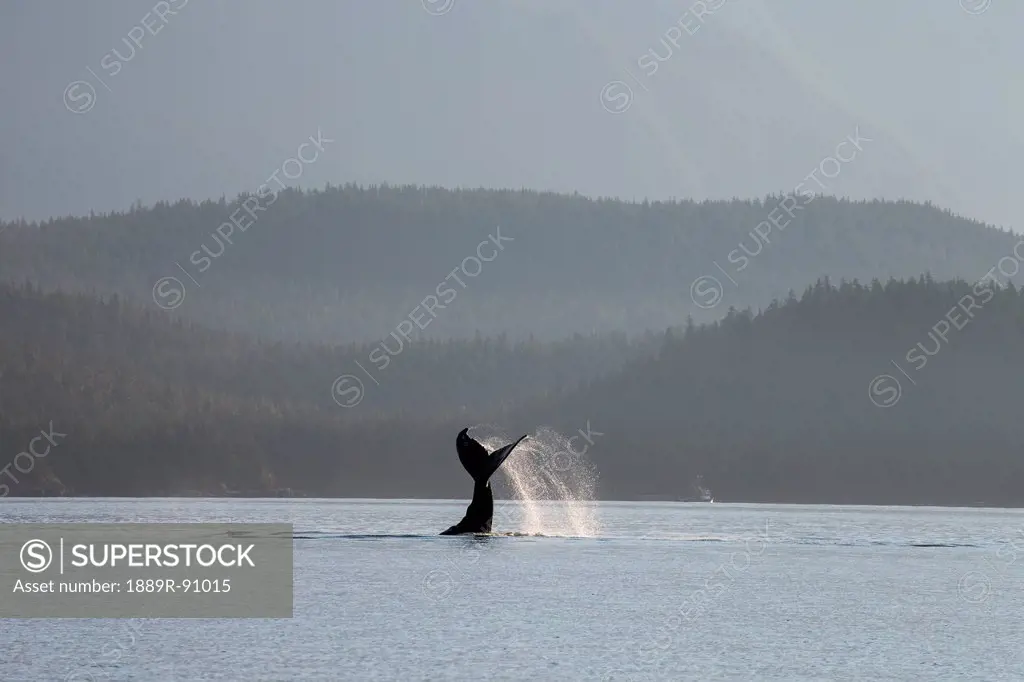 A humpback whale (megaptera novaeangliae) lays on its back and repeatedly pounds its flukes on the calm surface of the inside passage near juneau's fo...