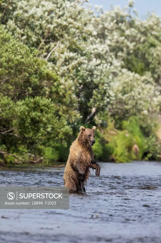Watching for a potential salmon dinner a brown bear (ursus arctos) stands upright in a stream in katmai national park;Alaska united states of america