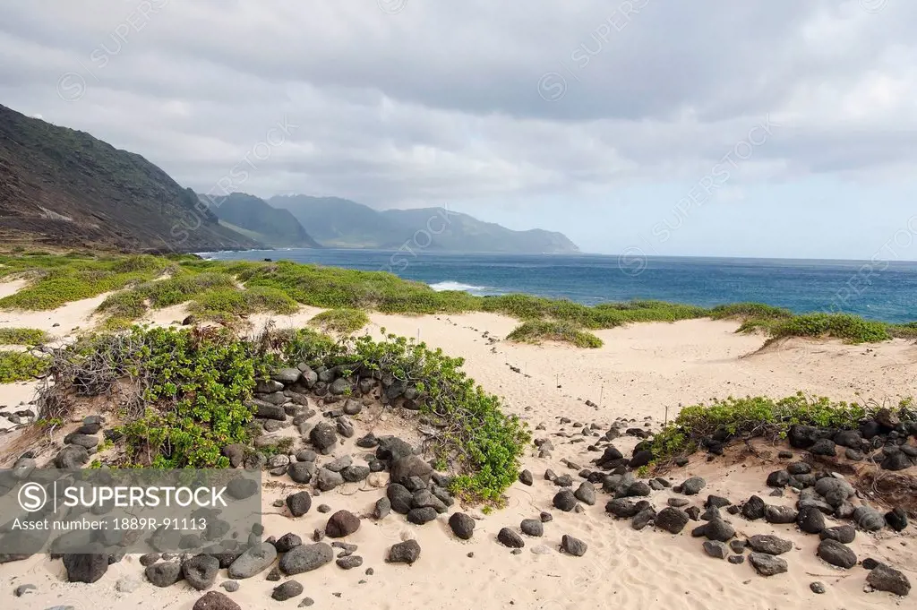 Rocks and greenery in the sand leading to the shore;Honolulu oahu hawaii united states of america