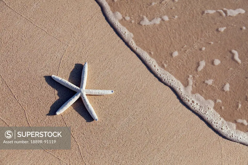 Starfish on the beach with wave washing ashore;Honolulu oahu hawaii united states of america