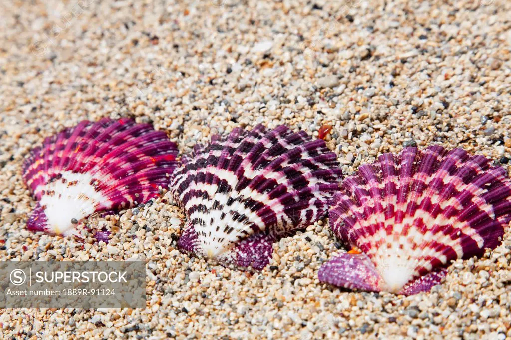 Three ornate scallop shells on the beach;Honolulu oahu hawaii united states of america