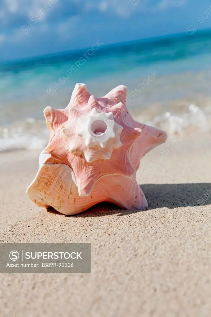 A large conch shell on the beach;Honolulu oahu hawaii united states of america