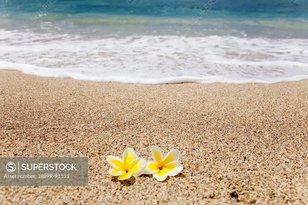 A pair of plumeria flowers on the beach;Honolulu oahu hawaii united states of america