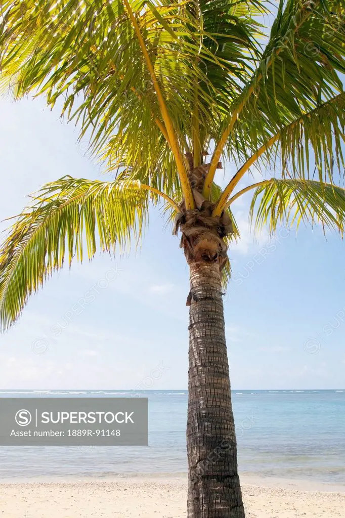 Beautiful palm tree on the beach;Honolulu oahu hawaii united states of america