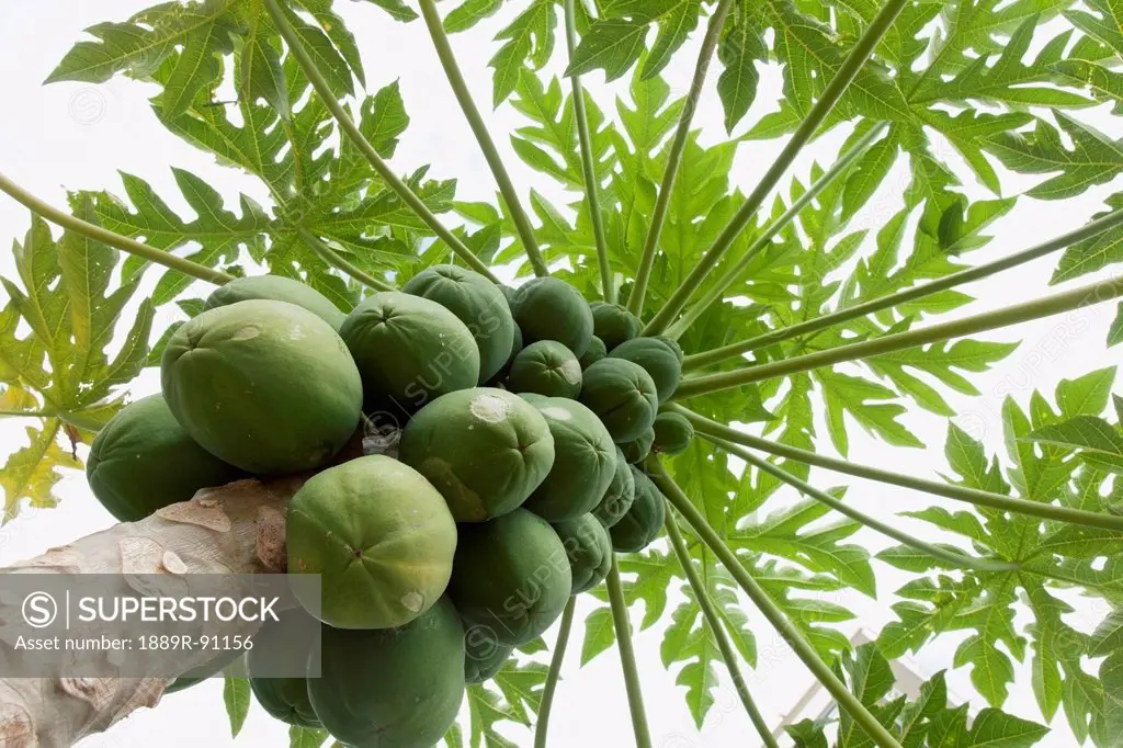 Healthy papaya tree viewed from below;Honolulu oahu hawaii united states of america