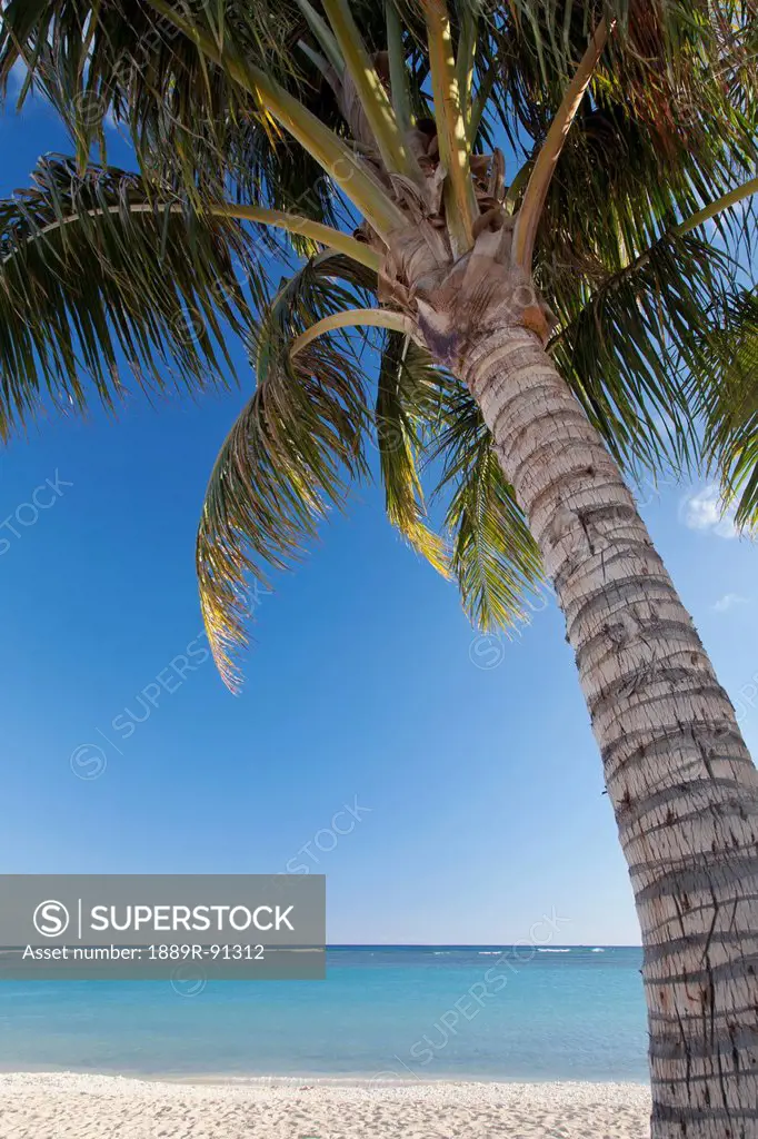 A palm tree on the beach with a view of the ocean;Honolulu hawaii united states of america