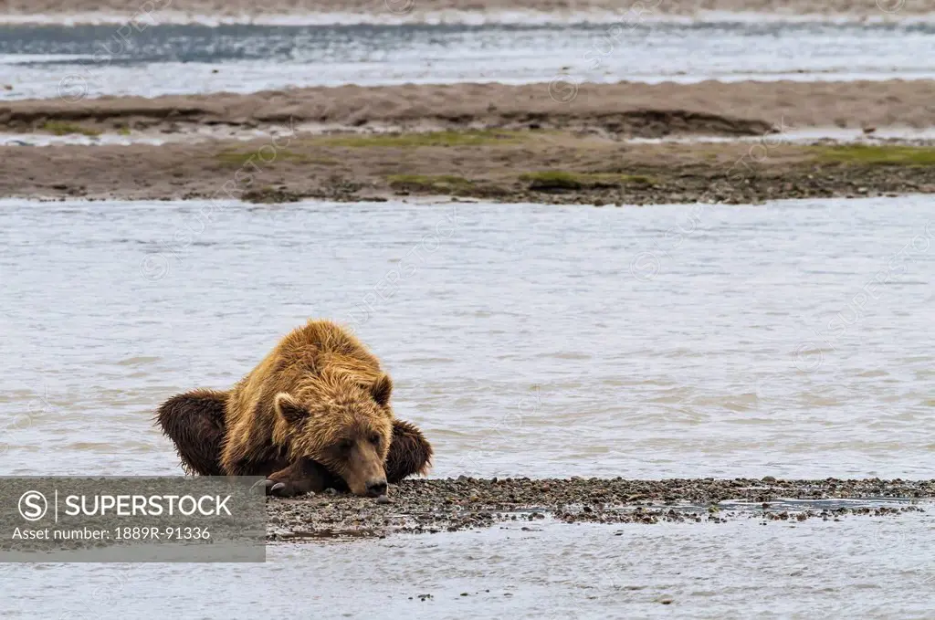 A coastal brown bear lies on a small gravel bar on vast tidal flats of chinitna bay lake clark national park and preserve;Alaska united states of amer...