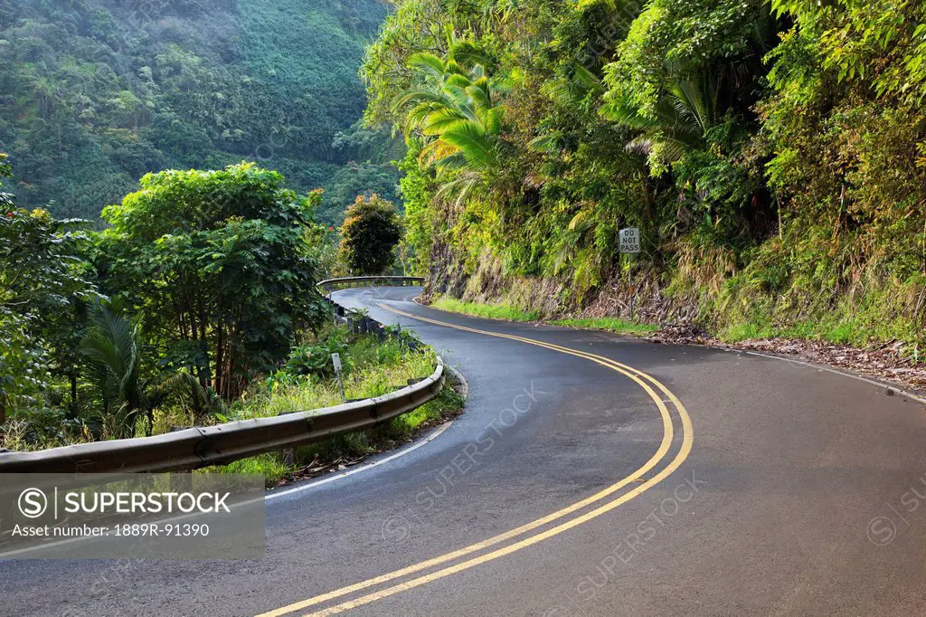 The road to Hana with green foliage; Maui, Hawaii, United States of America