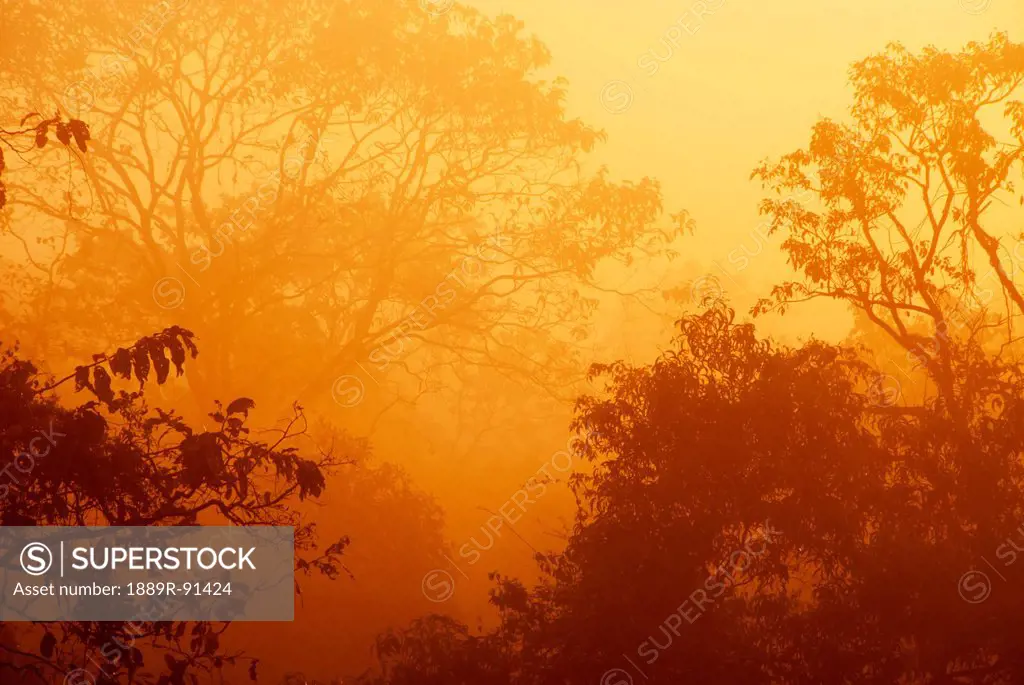 Misty sunrise over treetops; Verla Canca, Goa, India