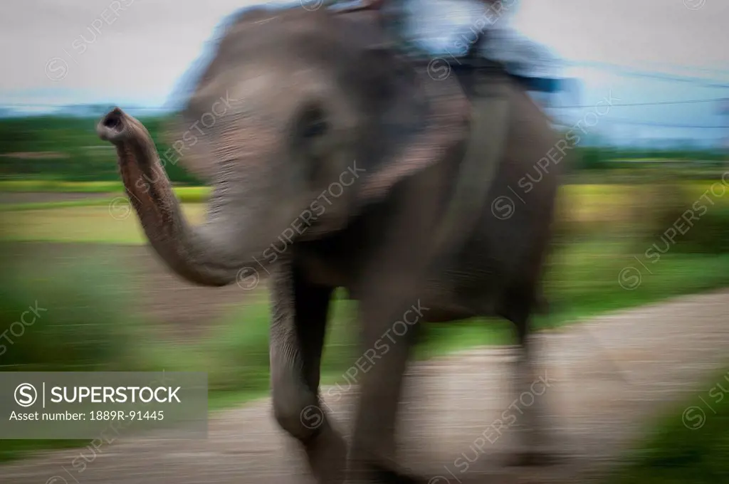 Motion blur of an elephant walking down a rural road with a passenger on it's back; Chitwan, Nepal
