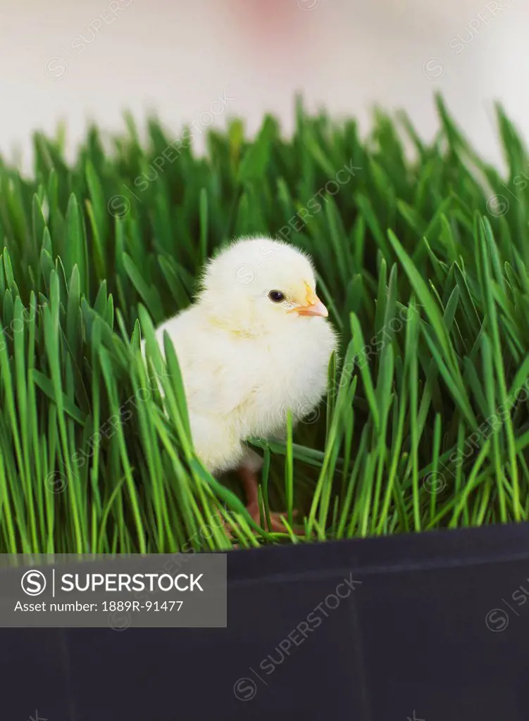 Baby chick in a planter growing barley;Palmer alaska united states of america