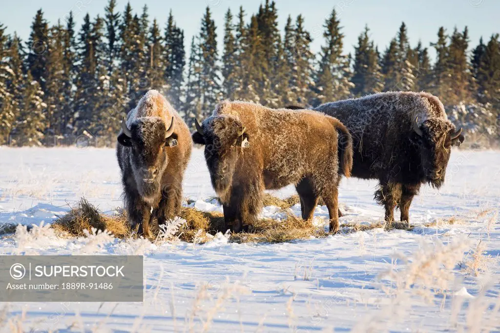 Buffalo in snow covered field eating hay with evergreen trees in background and blue sky;Alberta canada