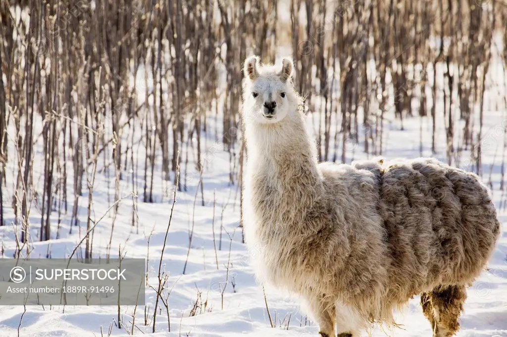 Single llama in snow covered treed area;Alberta canada