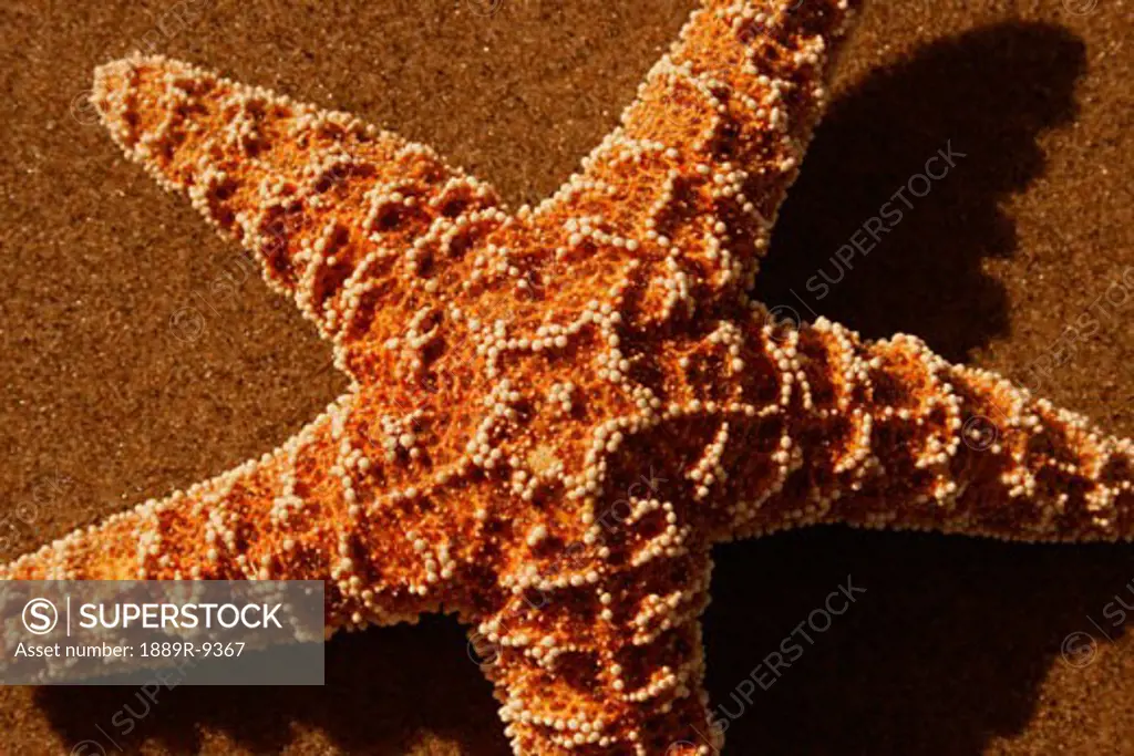 Closeup of a starfish on the sand