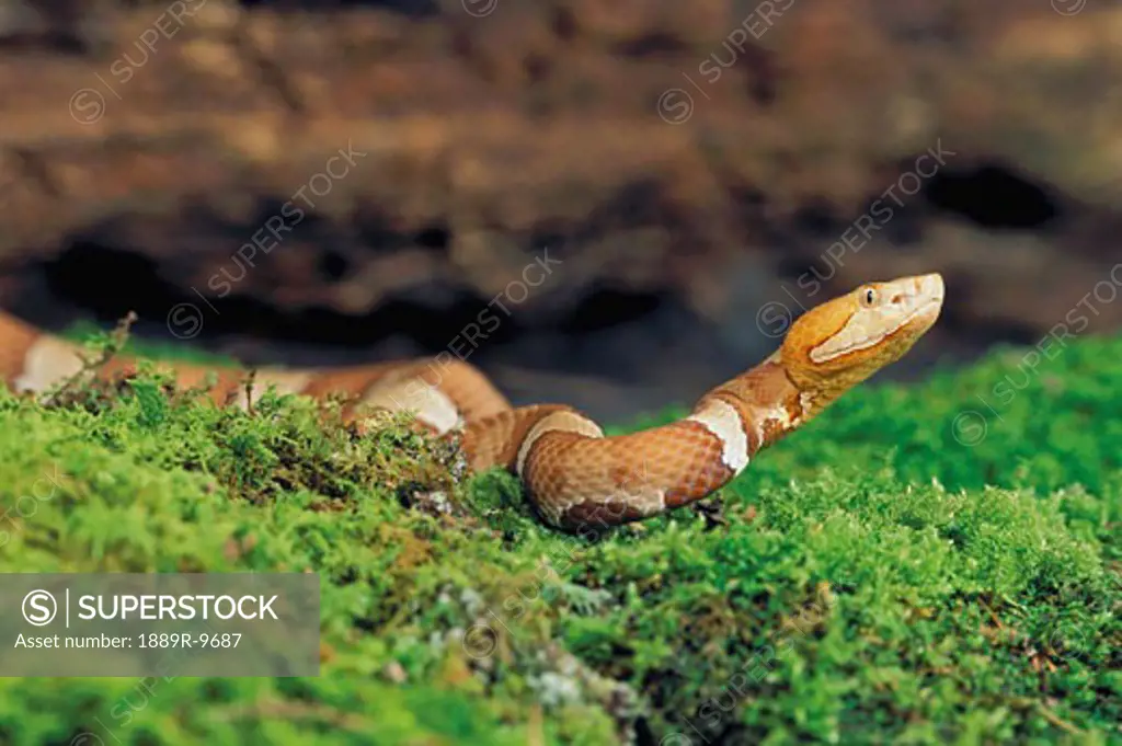 Southern copperhead snake
