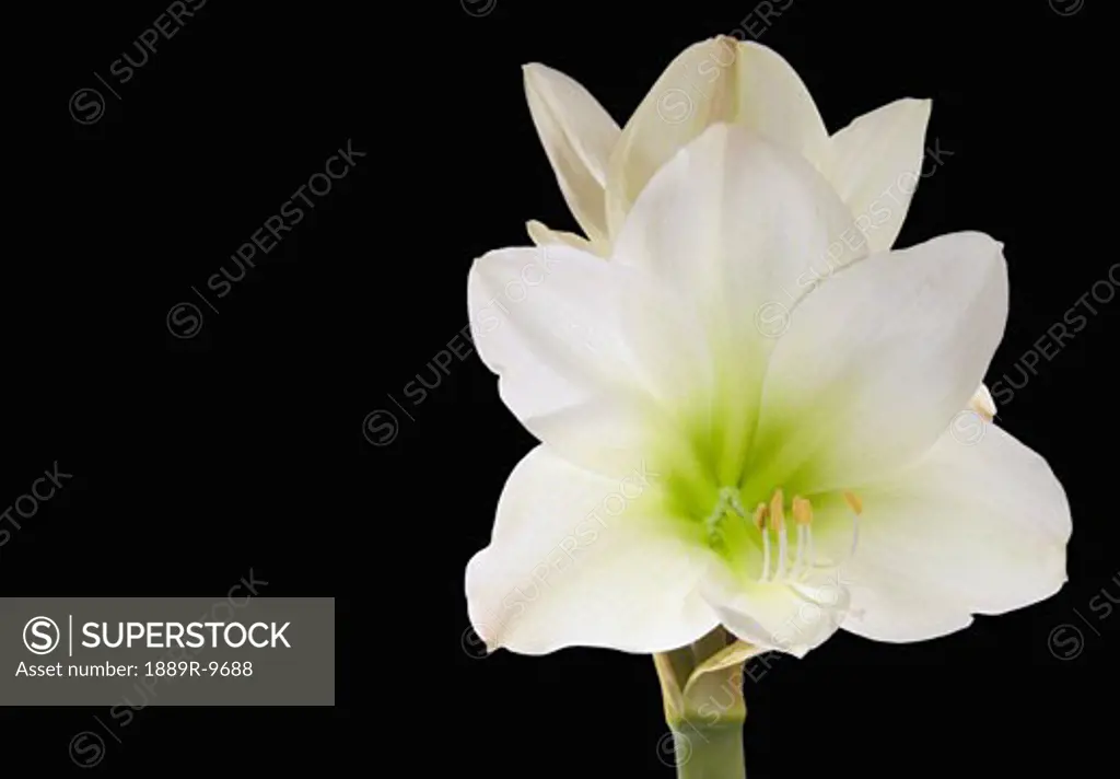 White amaryllis