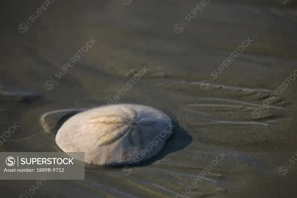 A sand dollar seashell on the beach