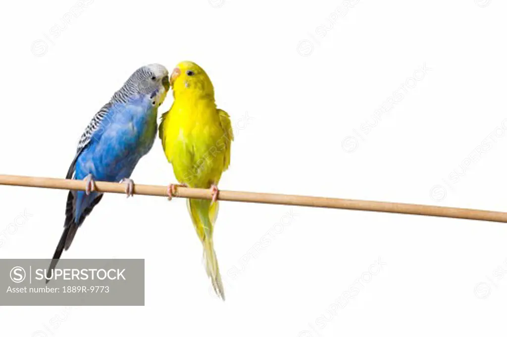 Two budgies on a perch
