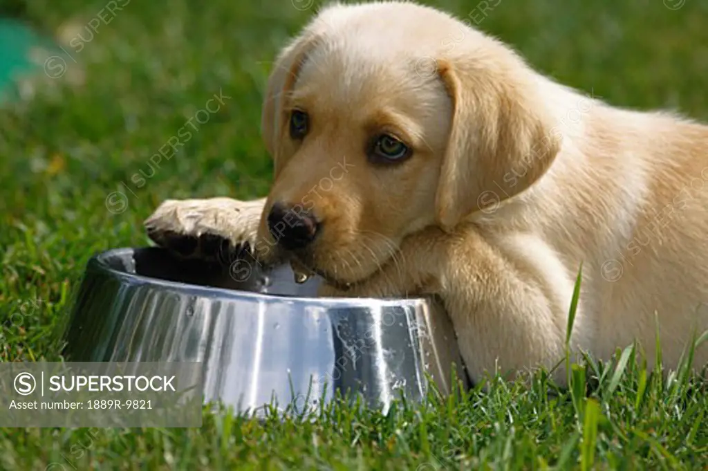 Puppy with water dish