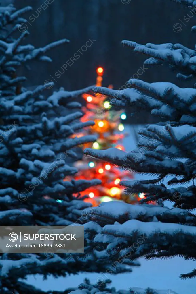 Christmas Tree glowing in Forest