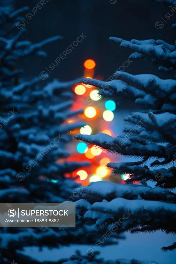 Christmas Tree glowing in Forest