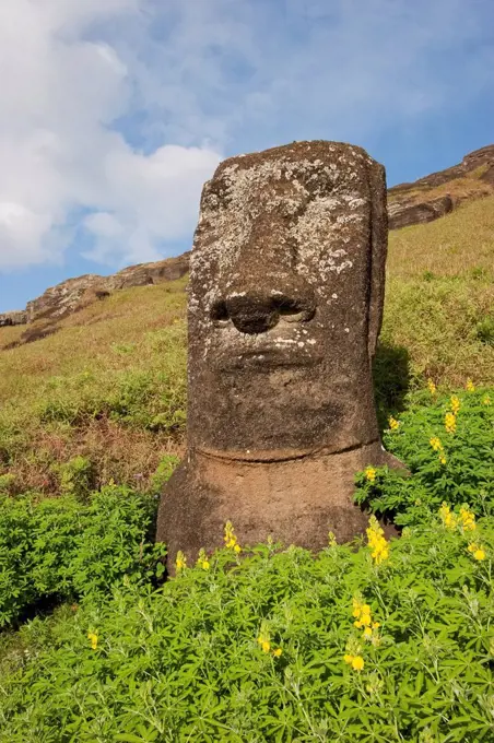 Moai By The Quarry In The Crater Of Rano Raraku Volcano, Rapa Nui (Easter Island), Chile