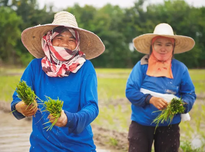 Thailand, Planting New Rice; Chiang Mai