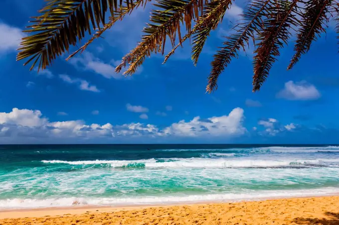 Palm tree on the golden sand and waves of turquoise ocean water rolling into the beach; Oahu, Hawaii, United States of America