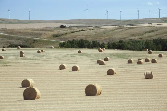 Hay Bales With Windmills In Background, Alberta, Canada