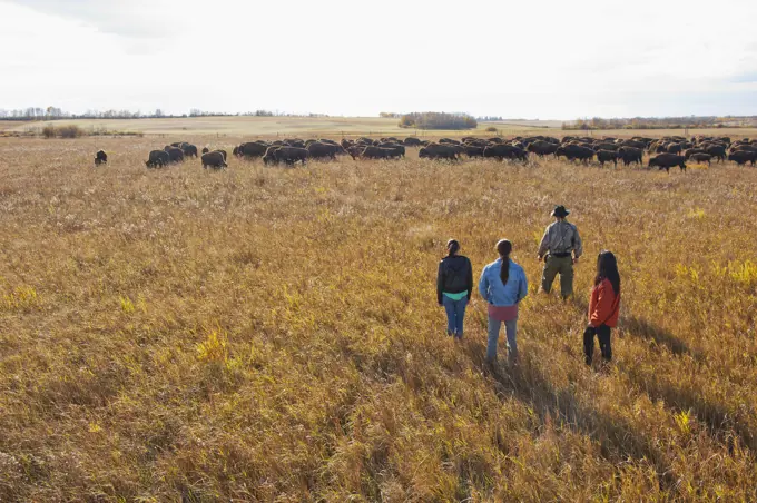 Indigenous Family Walking Through A Buffalo Ranch; Rossburn, Manitoba, Canada