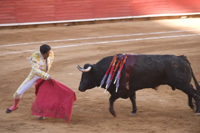 At a bullfight in Mexico City, the Matador taunts a bull with a cape; Mexico City, Mexico