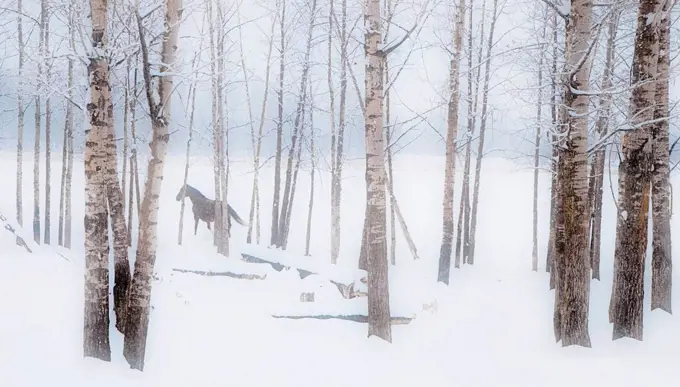 a horse stands beside a forest of bare trees with the blustery snow in winter, alberta canada