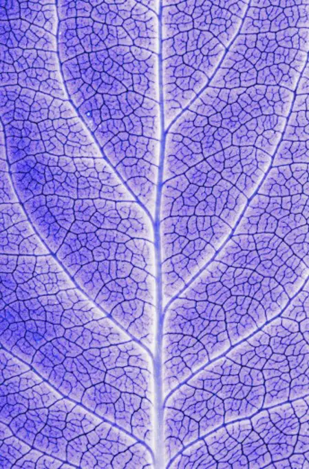 Monotone close up of leaf