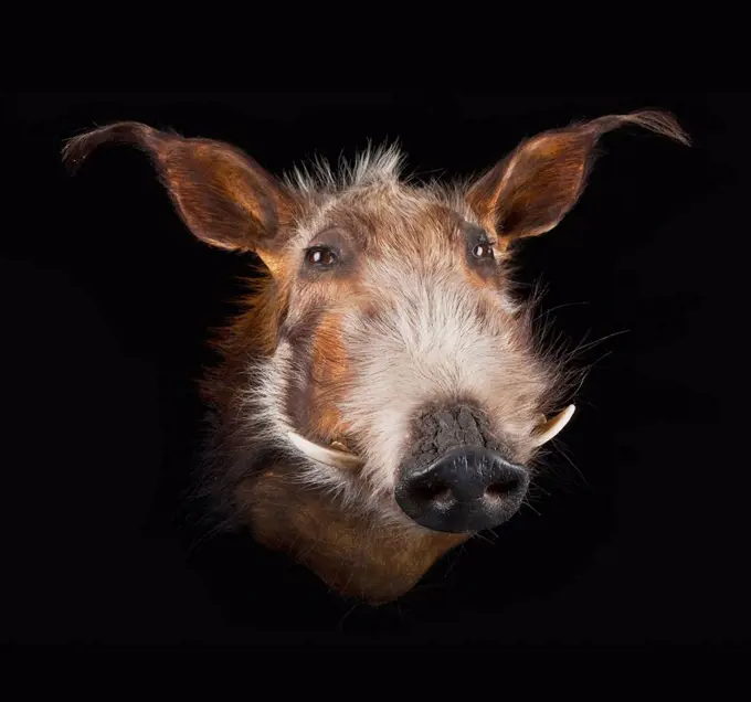 Face of a warthog phacochoerus africanus on a black background