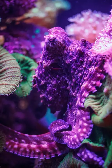 Purple Octopus, Israel