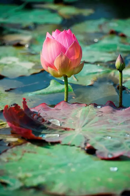 Lotus flowers;Chiang mai thailand