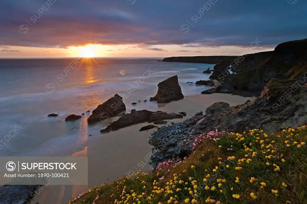 Spring wildflowers on the clifftops overlooking Bedruthan Steps, North Cornwall, England, United Kingdom, Europe